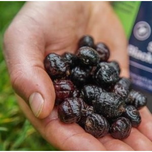 **CCMOORE SWEET BLACK TIGER 2,5 LT