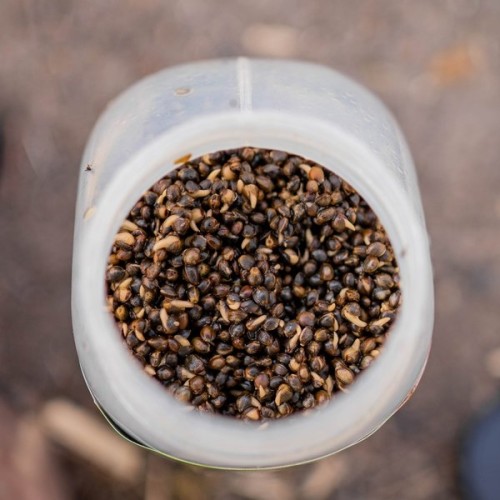 NASH OILY HEMP 2,5 KG-0