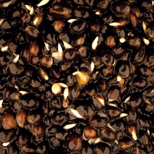 NASH OILY HEMP 2,5 KG-1