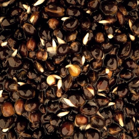 NASH OILY HEMP 2,5 KG-1