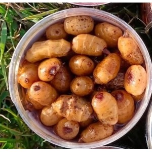 HUNGRY CARP PARTICLES TIGER INNESCO XXL NATURALE