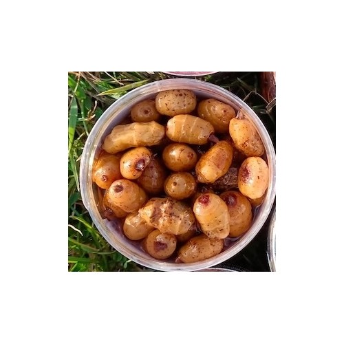 HUNGRY CARP PARTICLES TIGER INNESCO XXL AGLIO MENTA E SPEZIE INDIANE