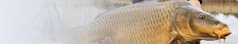 cat-carpfishing